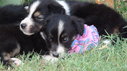 skittles & jolly rancher 4 weeks